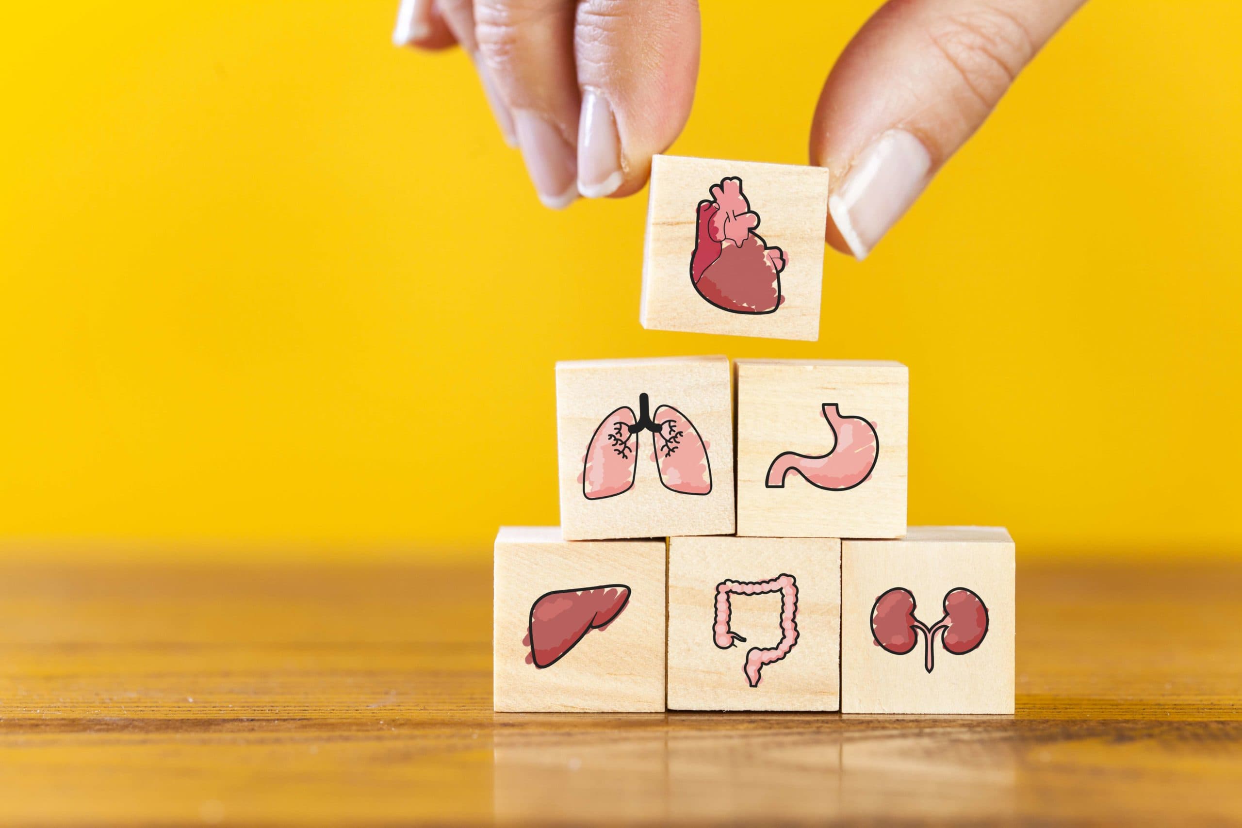 Hand arranging wood block stacking with icon internal organs