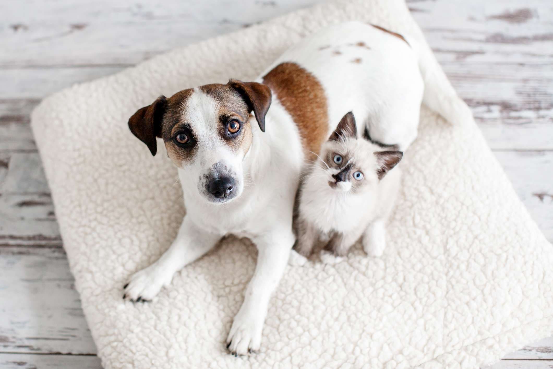 Schöner Hund und eine kleine Katze sitzen auf einem weichen weißen Kissen. Ein Kätzchen und ein Welpe zusammen zu Hause. Gemütliches Wohnkonzept