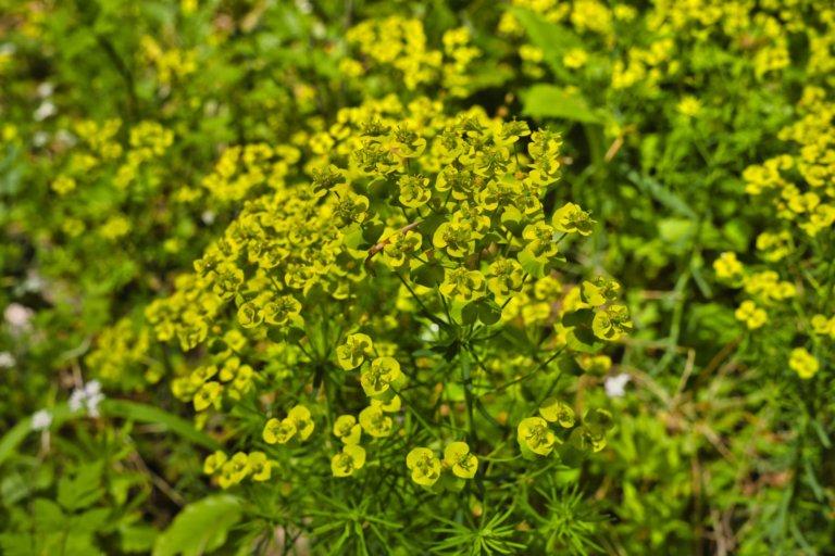 Die Sonnwendwolfsmilch wächst in vielen Gärten und wild in der Natur. Ihr weisser Saft ist giftig.