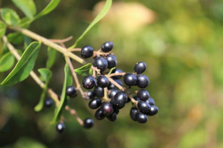 Nicht unbedingt wohlschmeckend, aber auch nicht sehr gefährlich: Die Beeren des Ligusters