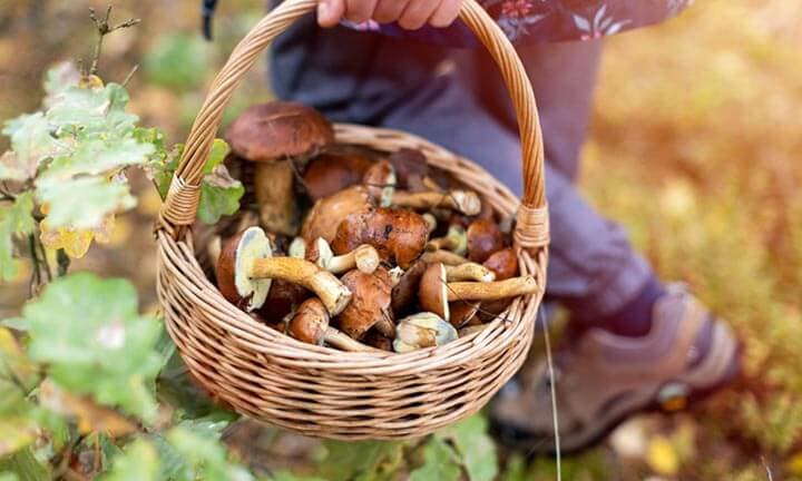 Eine nicht erkennbare Person trägt einen Korb mit gesammelten Pilzen durch den Wald