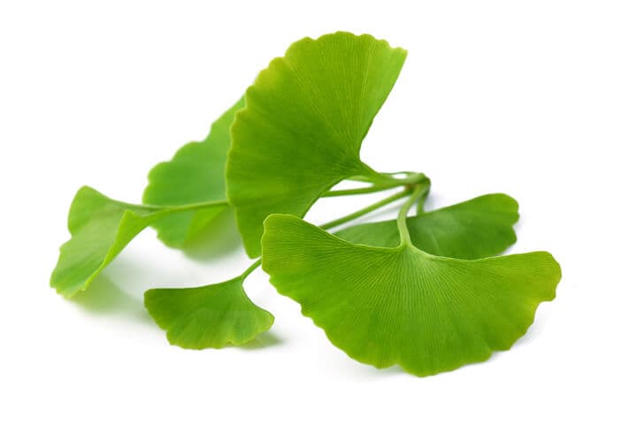 Gingko biloba leaves on white background