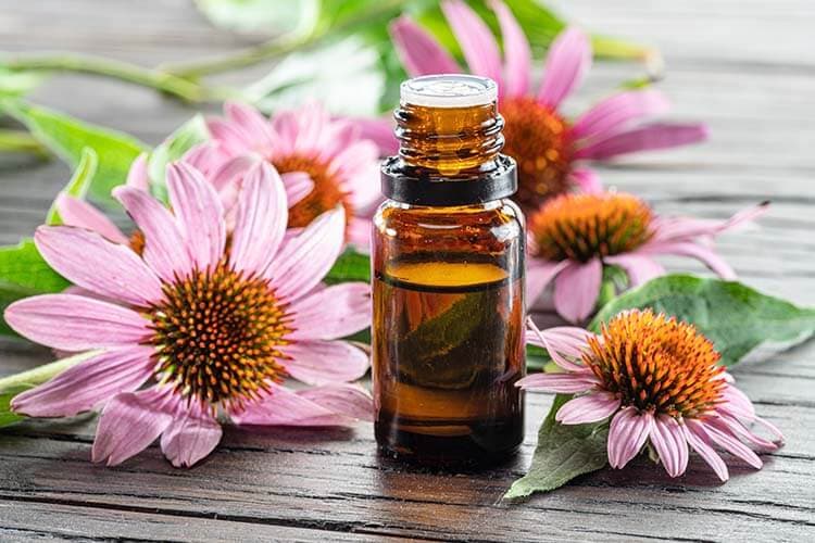 Roter Sonnenhut (Echinacea purpurea) mit Echinacea Öl im Fläschen.
