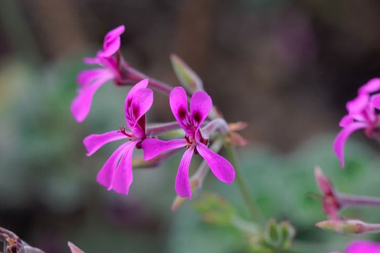 Pelargonium sidoides