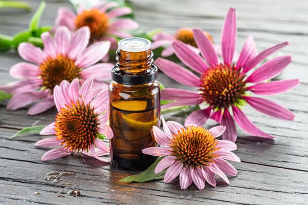 Blühende Sonnenhutköpfe und eine Flasche Echinacea-Öl auf einem hölzernen Hintergrund in Nahaufnahme.